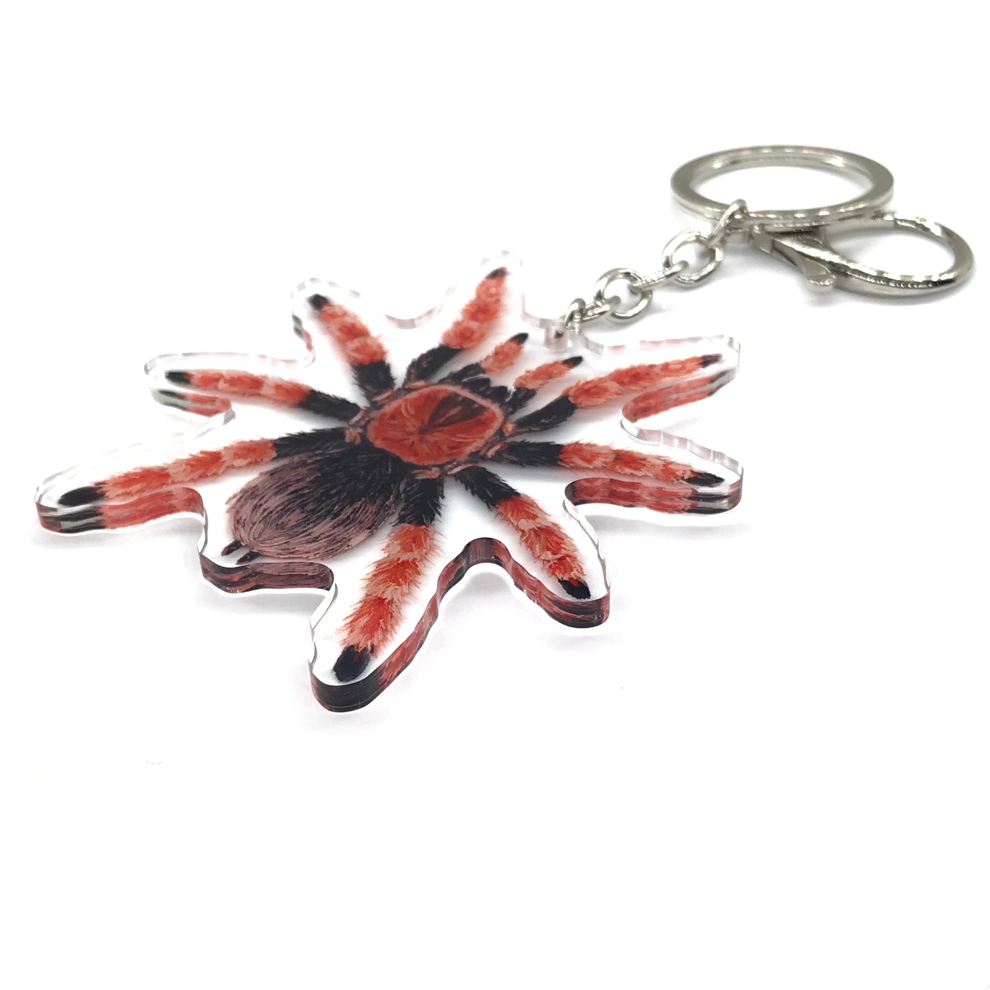 Mexican Fireleg Tarantula, Brachypelma Boehmei Acrylic Keychain