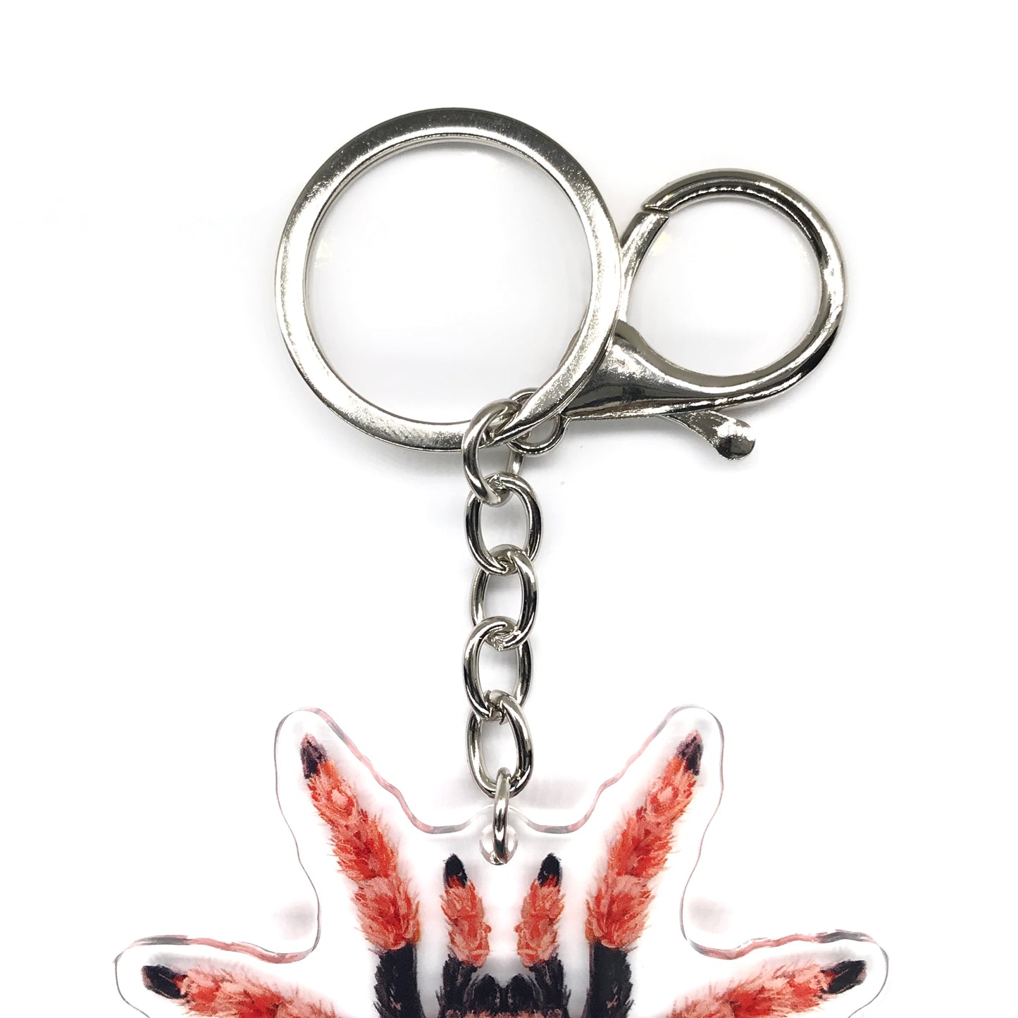 Mexican Fireleg Tarantula, Brachypelma Boehmei Acrylic Keychain