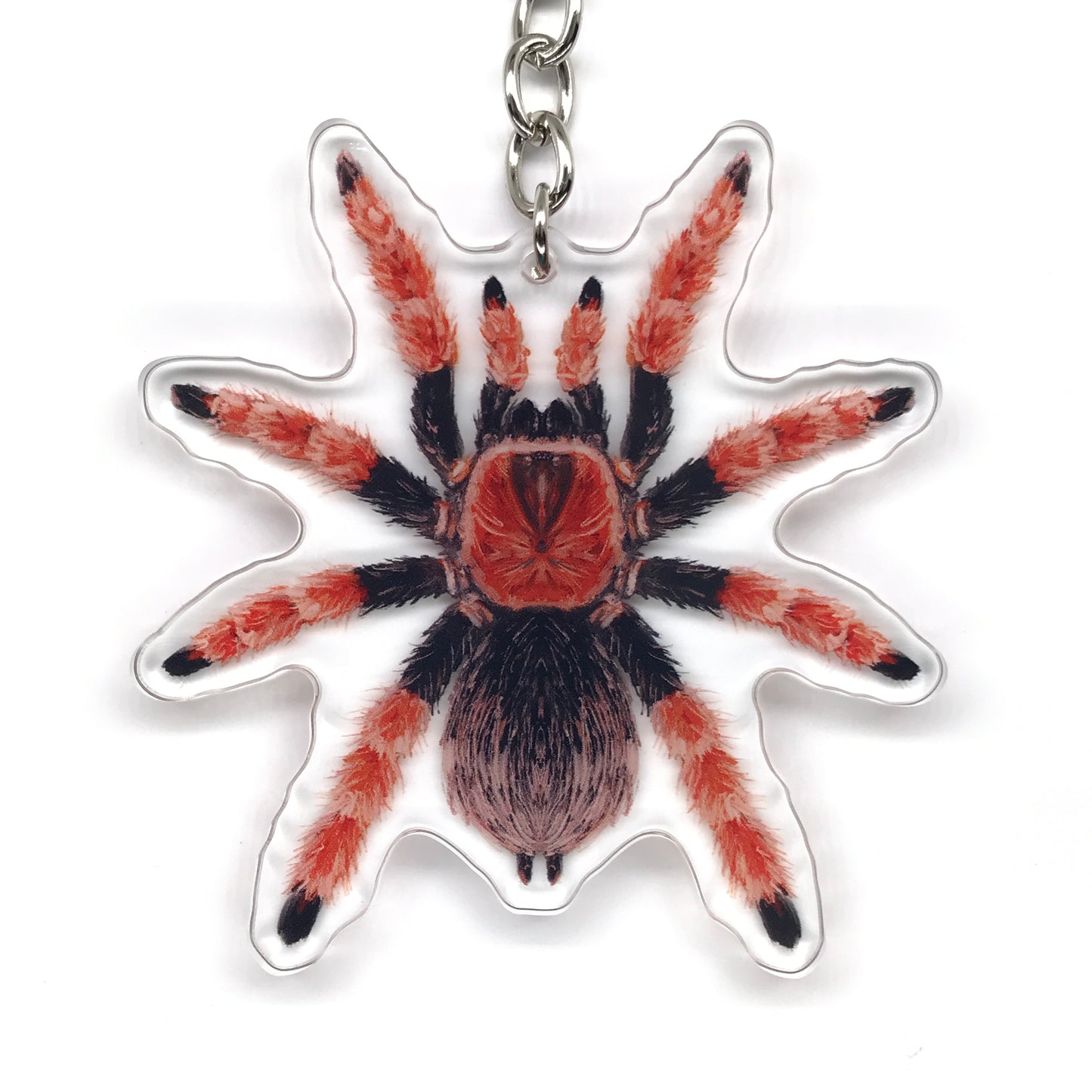 Mexican Fireleg Tarantula, Brachypelma Boehmei Acrylic Keychain