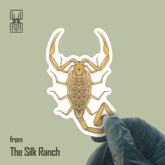 Arizona Bark Scorpion Sticker, Centruroides Sculpturatus Waterproof Vinyl Sticker