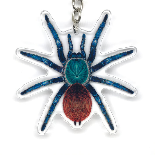 Greenbottle Blue Tarantula, Chromatopelma Cyaneopubescens Acrylic Keychain