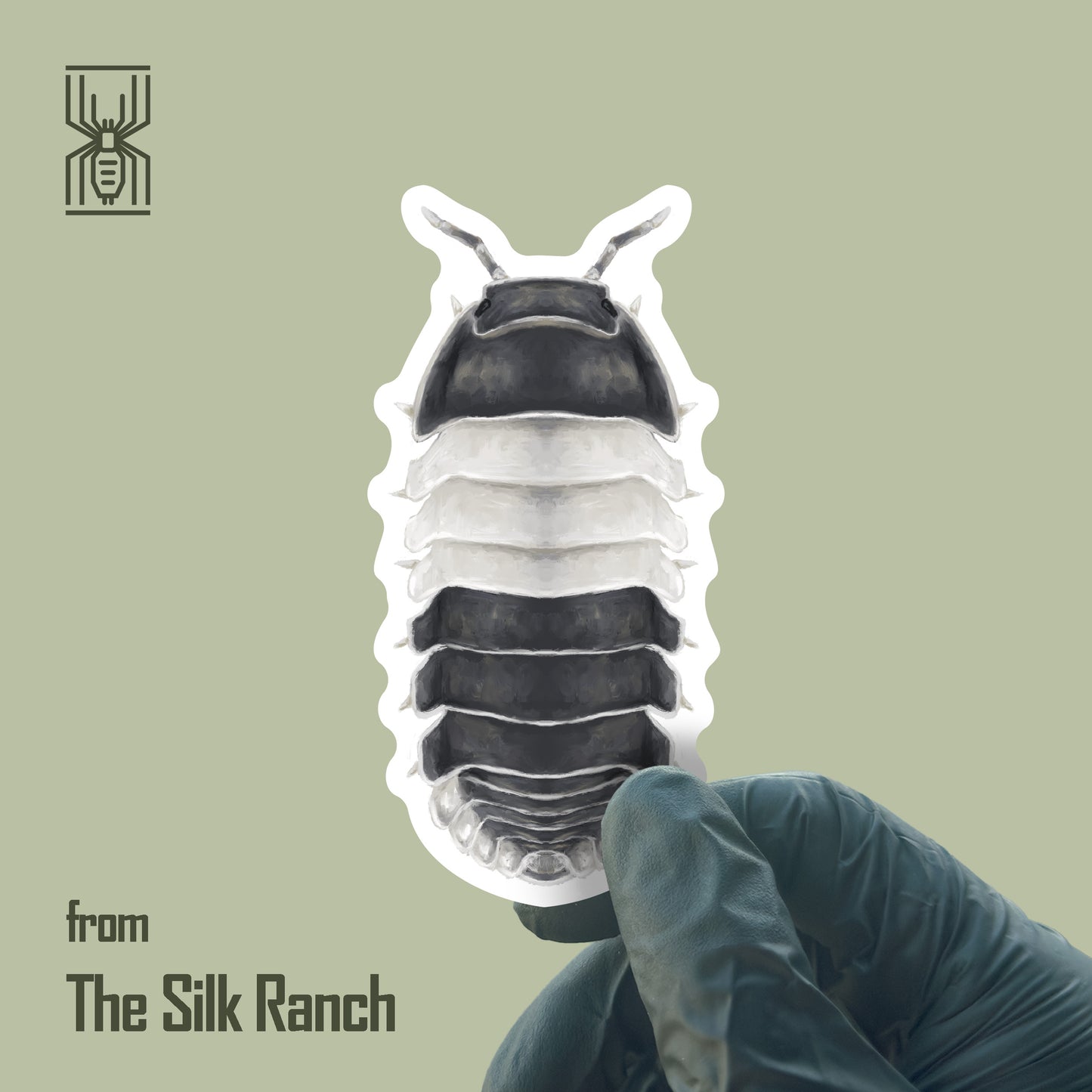 Panda King Isopod Sticker, Cubaris Sp. Panda King Waterproof Vinyl Sticker