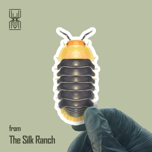 Rubber Ducky Isopod Sticker, Cubaris sp, Rubber Ducky Waterproof Vinyl Sticker