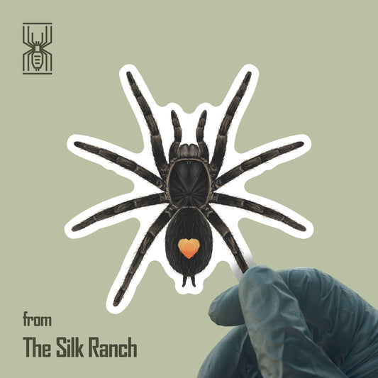 Golden Heart Dwarf Tarantula Sticker, Cyriocosmus Sp. Oronegro Waterproof Vinyl Sticker