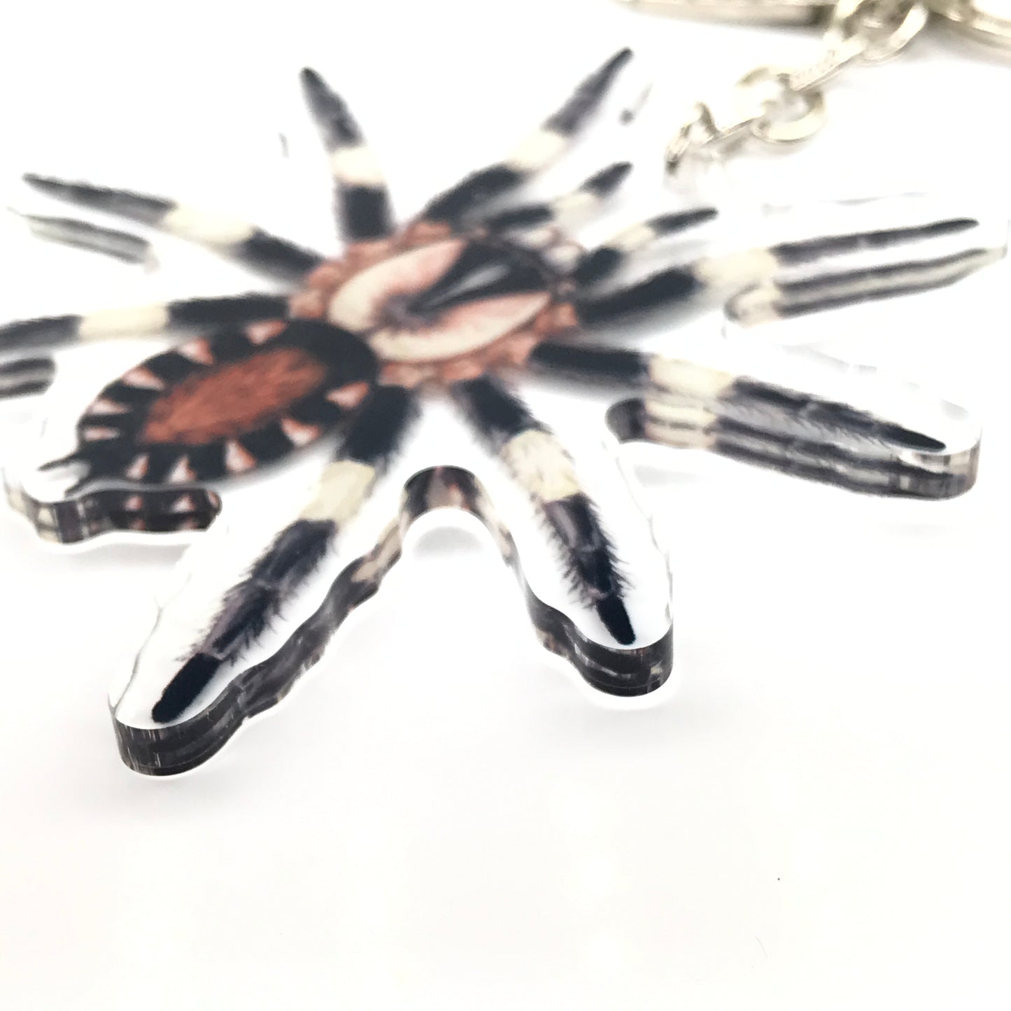 Peruvian Black And White Tarantula, Cyriocosmus Ritae Acrylic Keychain