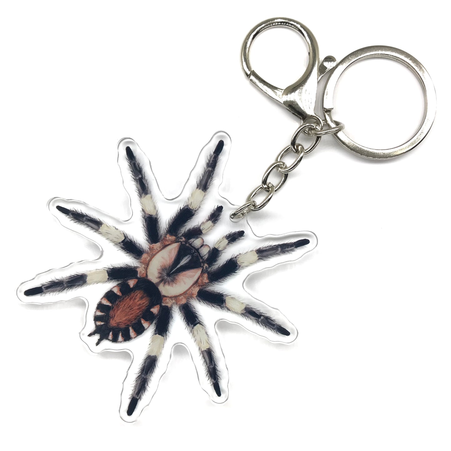 Peruvian Black And White Tarantula, Cyriocosmus Ritae Acrylic Keychain
