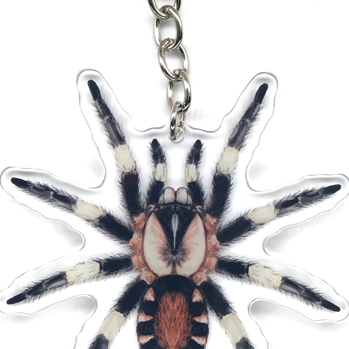 Peruvian Black And White Tarantula, Cyriocosmus Ritae Acrylic Keychain