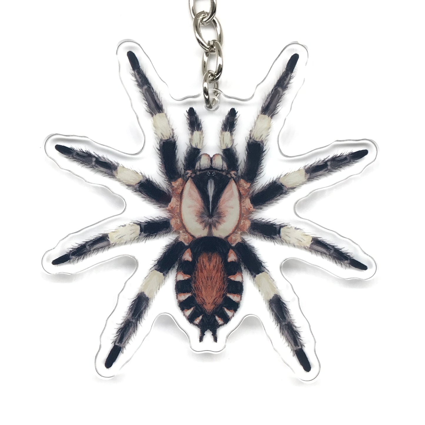 Peruvian Black And White Tarantula, Cyriocosmus Ritae Acrylic Keychain