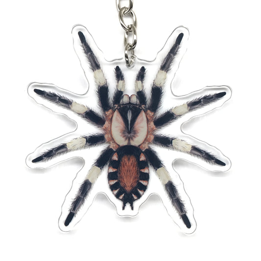 Peruvian Black And White Tarantula, Cyriocosmus Ritae Acrylic Keychain
