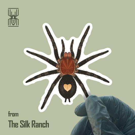 Peruvian Dwarf Tarantula Sticker, Cyriocosmus Sellatus Waterproof Vinyl Sticker