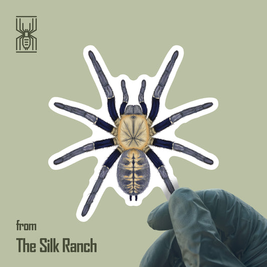 Malaysian Blue Femur Tarantula Sticker, Cyriopagopus Robustus Waterproof Vinyl Sticker