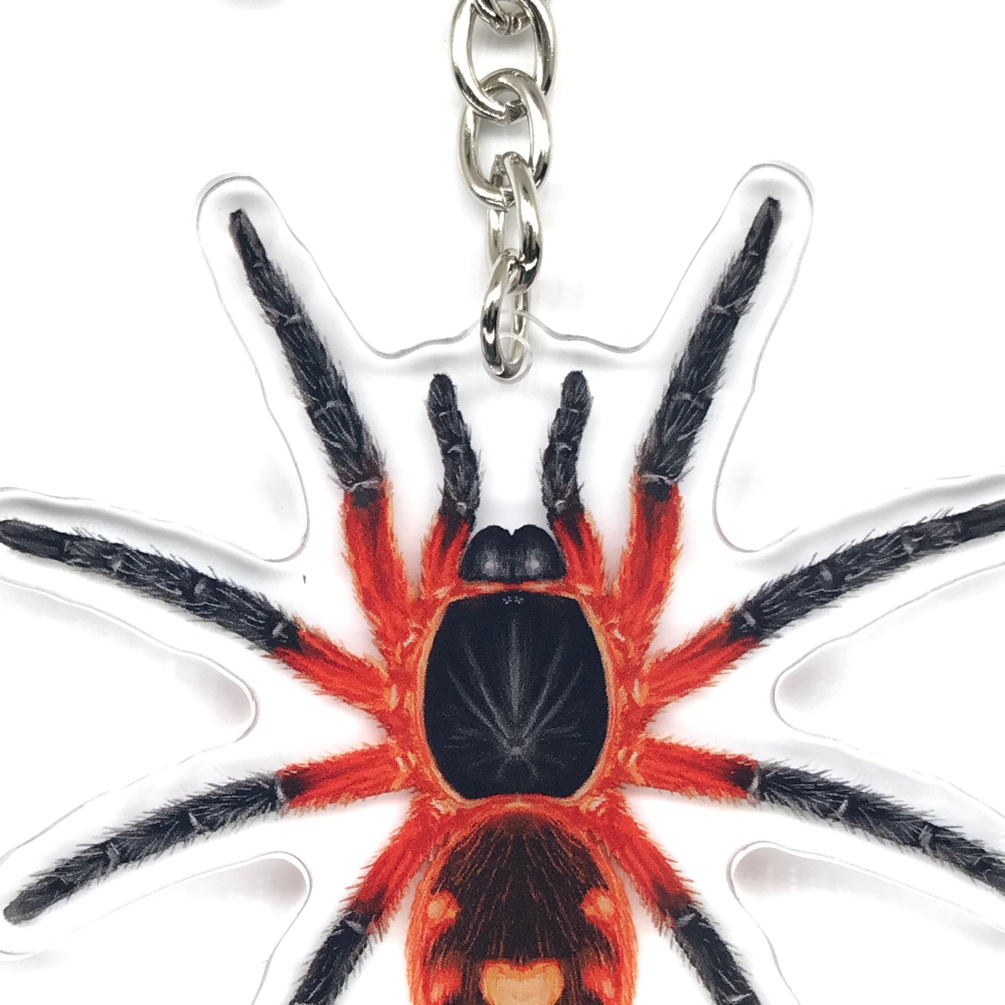 Lava Tarantula, Davus sp. Panama Acrylic Keychain