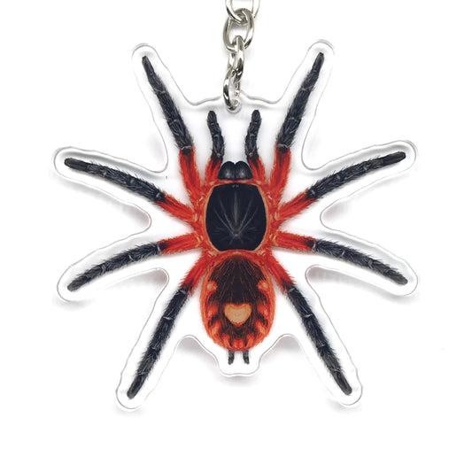 Lava Tarantula, Davus sp. Panama Acrylic Keychain