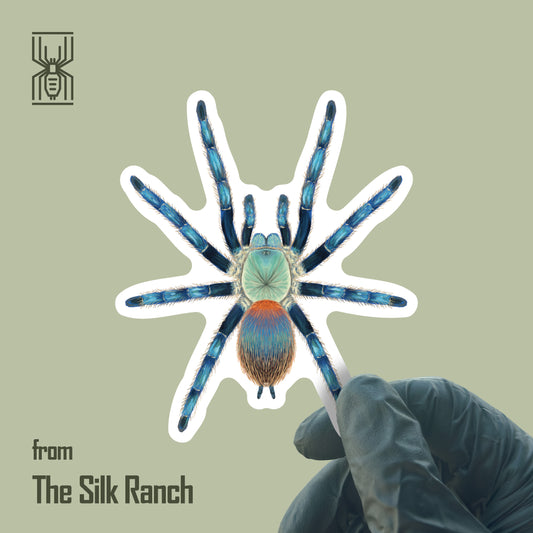 Brazilian Blue Dwarf Beauty Tarantula Sticker, Dolichothele Diamantinensis Waterproof Vinyl Sticker