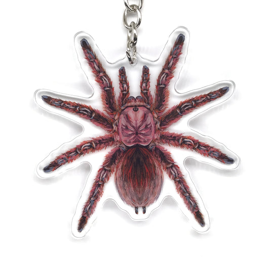 Chilean Rose Tarantula, Grammostola Rosea Acrylic Keychain