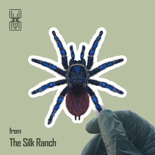 Brazilian Blue Tarantula Sticker, Lasiodora Sazimai Waterproof Vinyl Sticker
