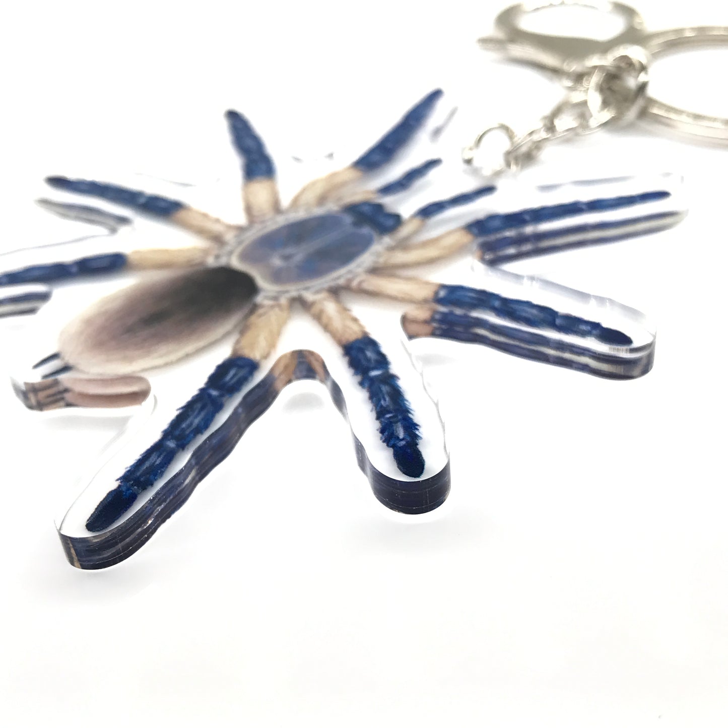 Socotra Island Blue Baboon Tarantula, Monocentropus Balfouri Acrylic Keychain
