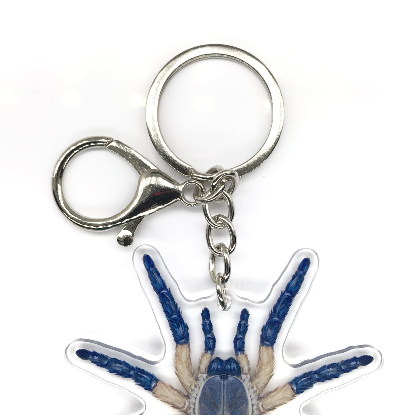 Socotra Island Blue Baboon Tarantula, Monocentropus Balfouri Acrylic Keychain