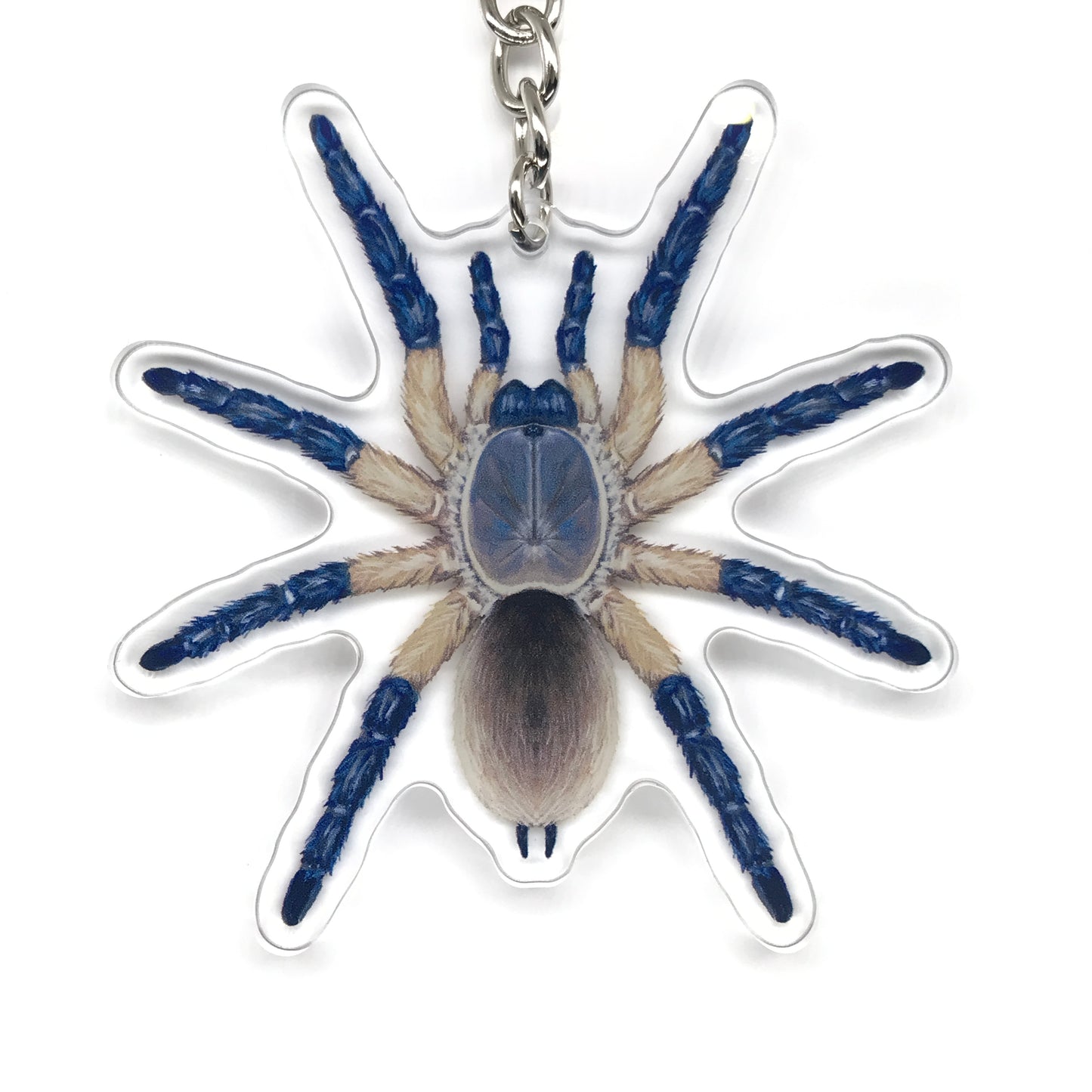 Socotra Island Blue Baboon Tarantula, Monocentropus Balfouri Acrylic Keychain