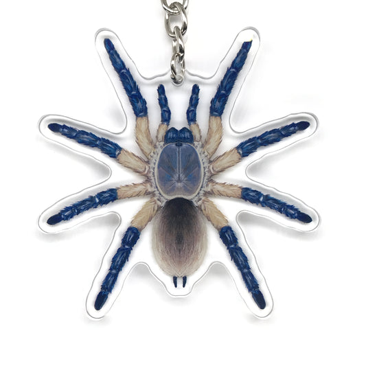 Socotra Island Blue Baboon Tarantula, Monocentropus Balfouri Acrylic Keychain