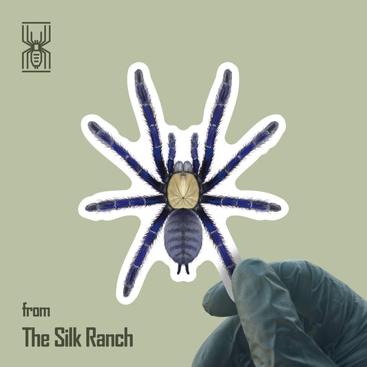 Singapore Blue Tarantula Sticker, Omothymus Violaceopes Waterproof Vinyl Sticker