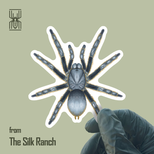Vietnam Silver Tarantula Sticker, Ornithoctoninae Sp. Vietnam Silver Waterproof Vinyl Sticker