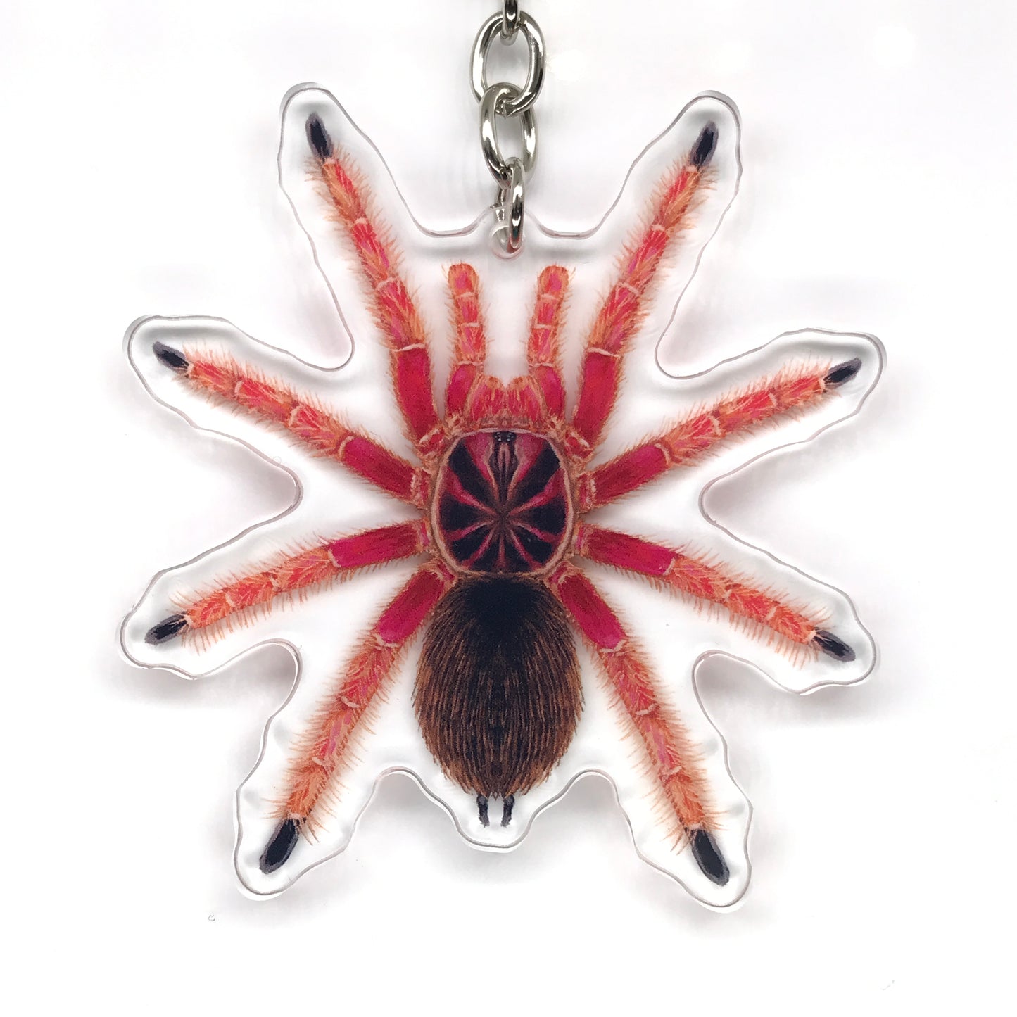 Sunburst Tarantula, Pamphobeteus sp. Solaris Acrylic Keychain