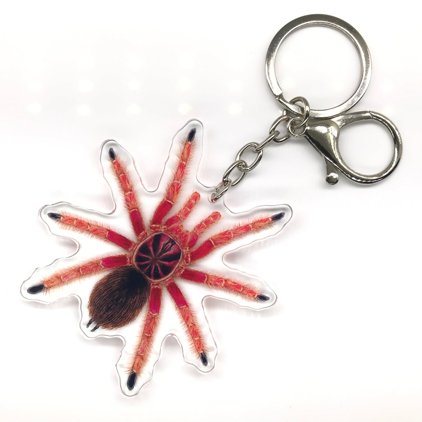 Sunburst Tarantula, Pamphobeteus sp. Solaris Acrylic Keychain