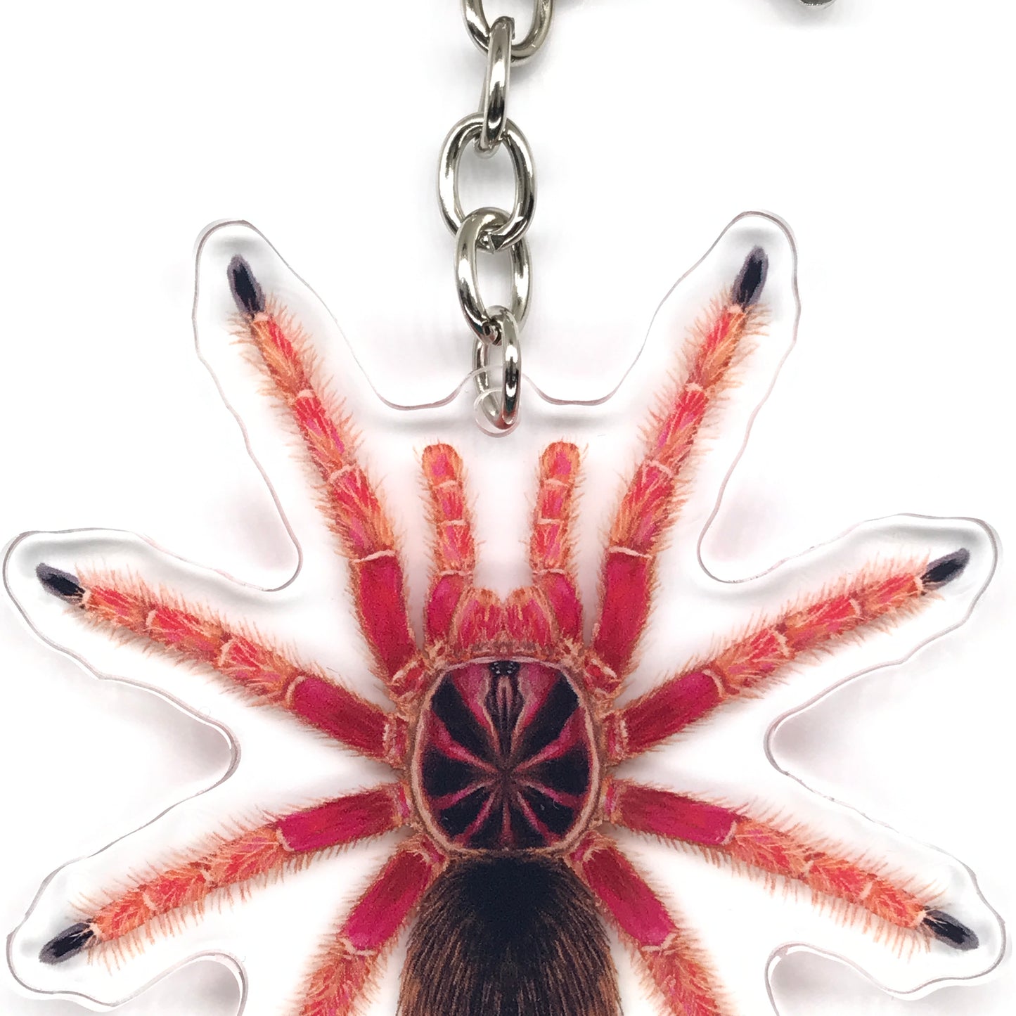 Sunburst Tarantula, Pamphobeteus sp. Solaris Acrylic Keychain