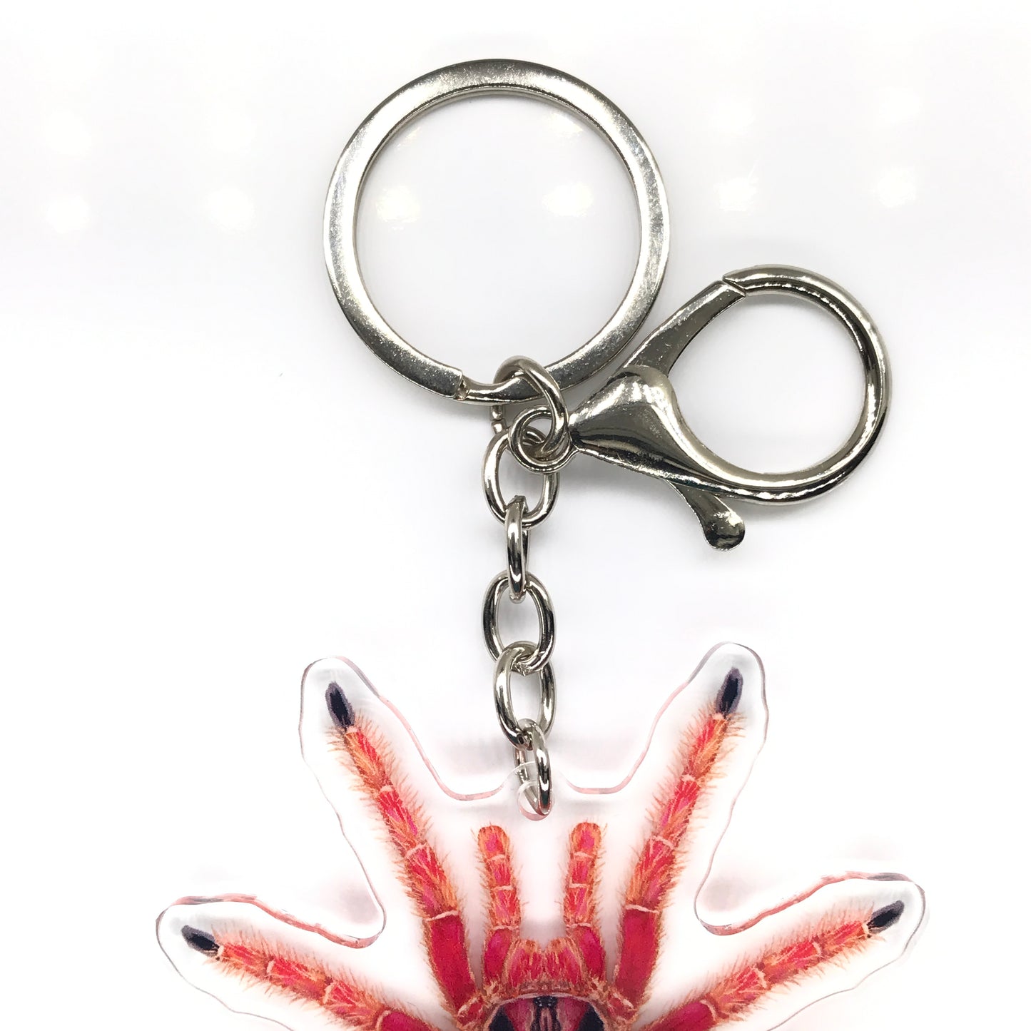 Sunburst Tarantula, Pamphobeteus sp. Solaris Acrylic Keychain
