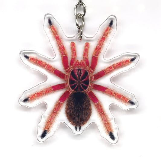 Sunburst Tarantula, Pamphobeteus sp. Solaris Acrylic Keychain