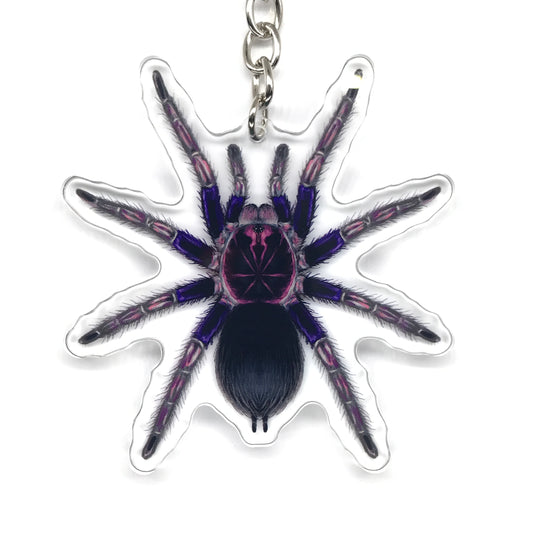 Ecuadorian Birdeater Tarantula, Pamphobeteus Ultramarinus Acrylic Keychain