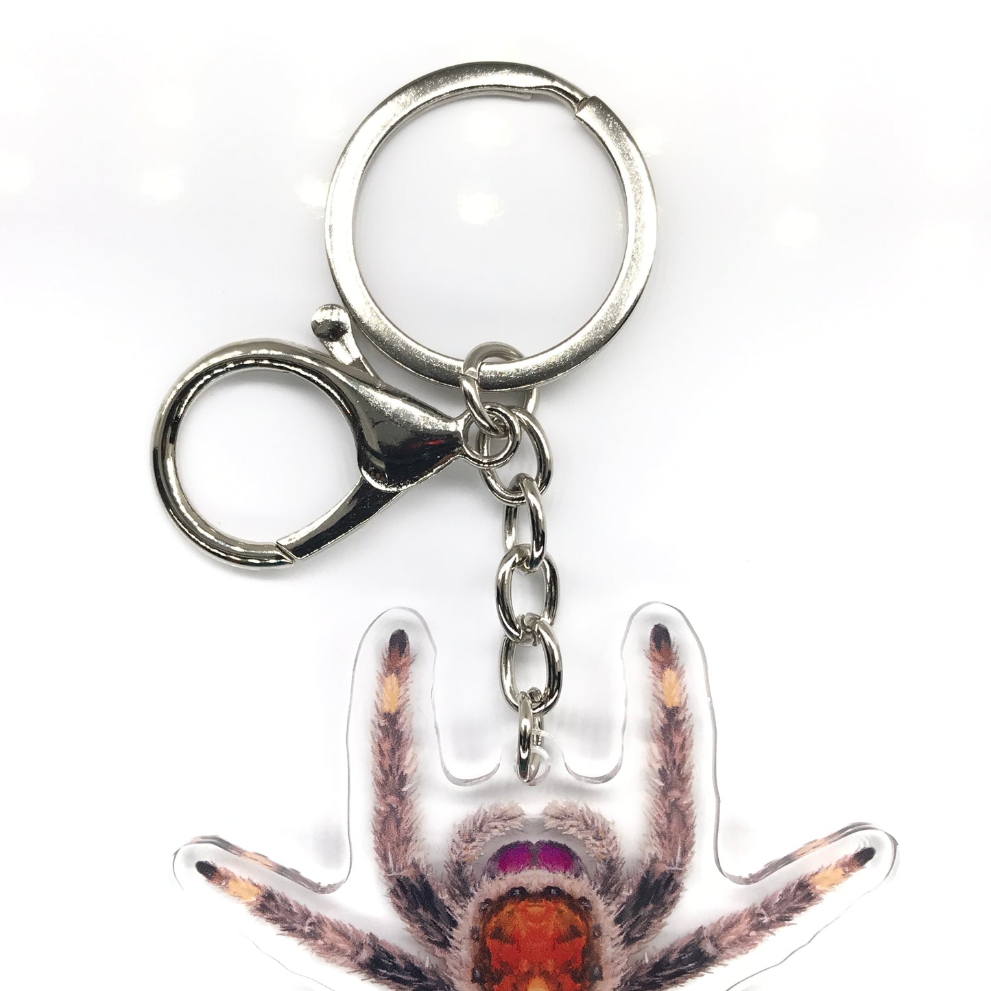 Regal Jumping Spider, Phidippus Regis (Female) Acrylic Keychain
