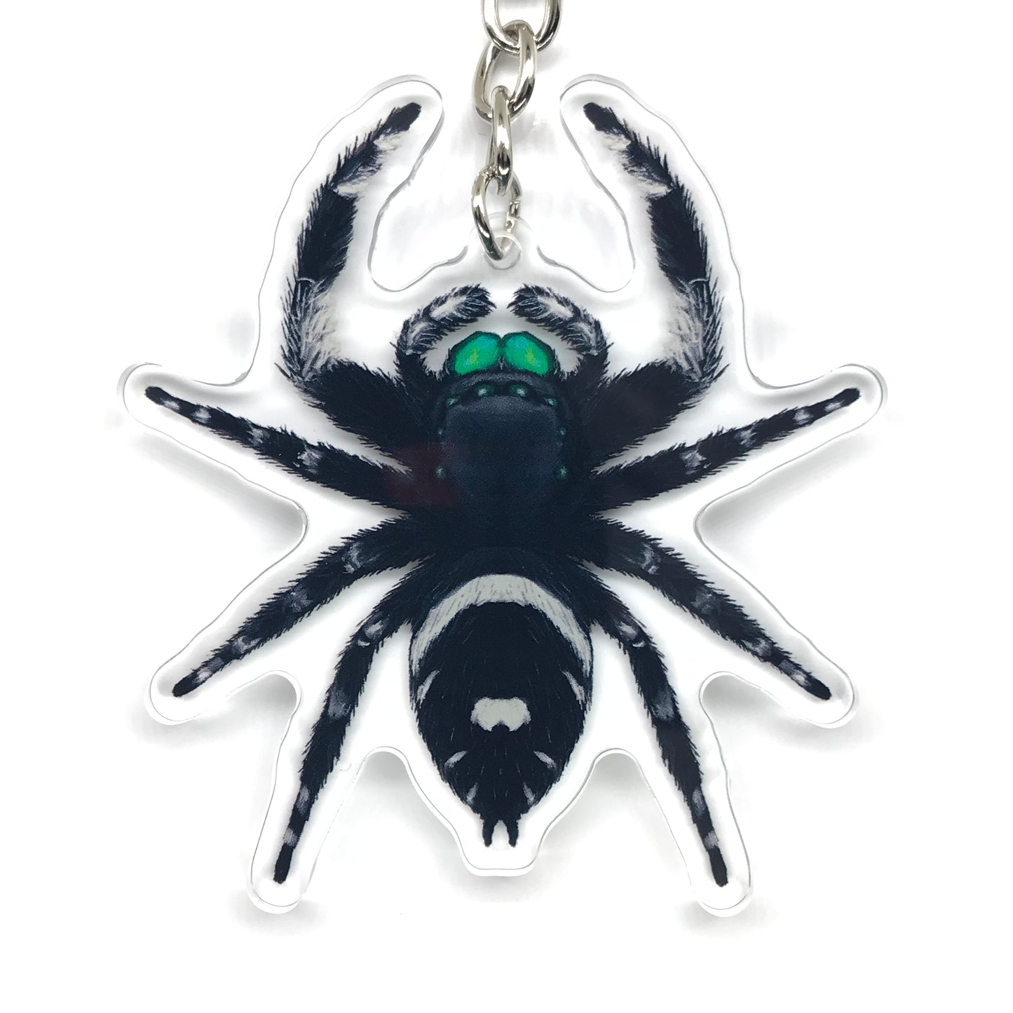Regal Jumping Spider, Phidippus Regis (Male) Acrylic Keychain