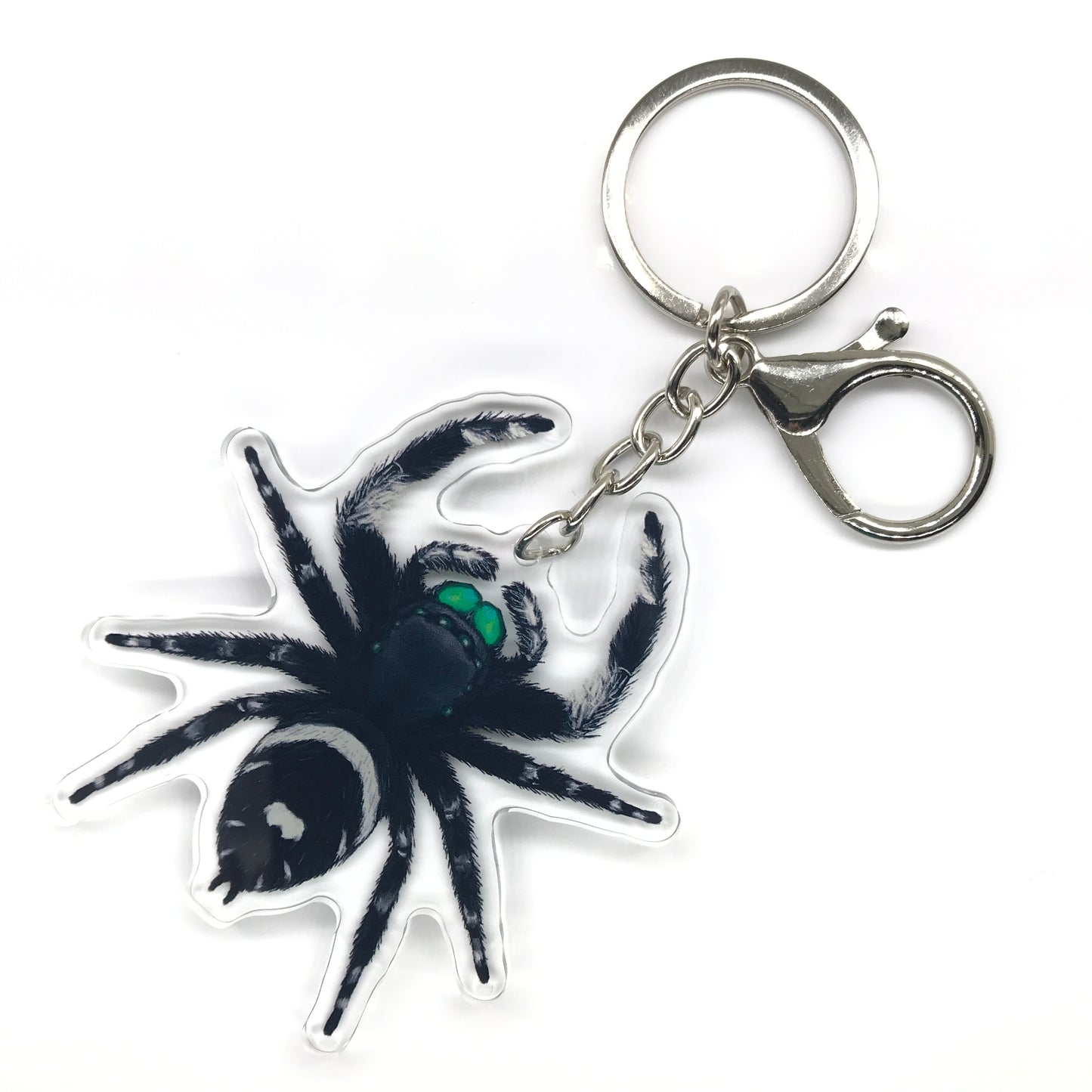 Regal Jumping Spider, Phidippus Regis (Male) Acrylic Keychain