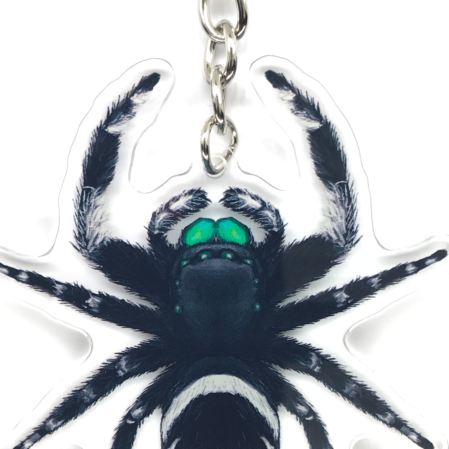 Regal Jumping Spider, Phidippus Regis (Male) Acrylic Keychain