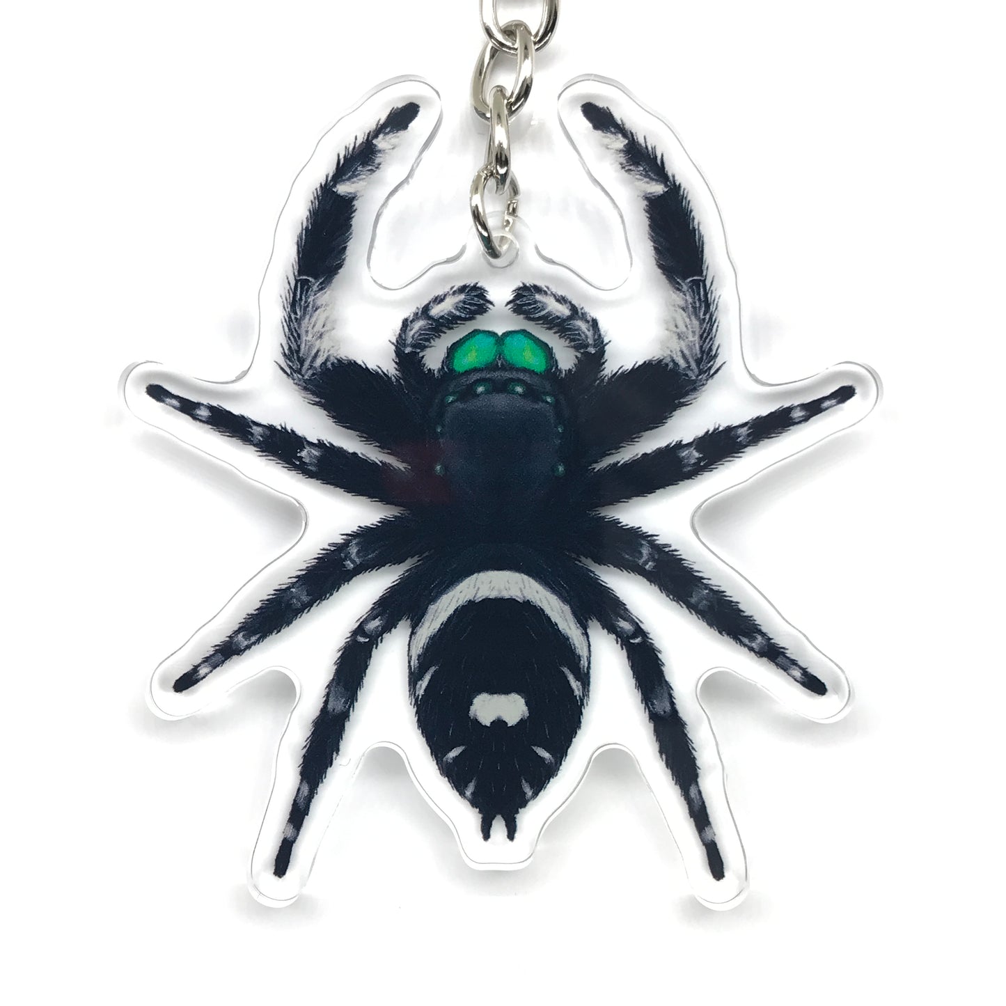 Regal Jumping Spider, Phidippus Regis (Male) Acrylic Keychain