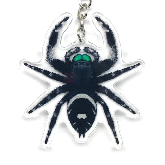 Regal Jumping Spider, Phidippus Regis (Male) Acrylic Keychain