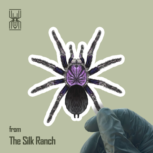 Dominican Purple Tarantula Sticker, Phormictopus sp. Dominican Purple Waterproof Vinyl Sticker