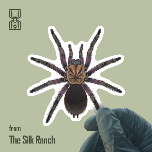 Punta Cana Birdeater Tarantula Sticker, Phormictopus Sp. Oriente Waterproof Vinyl Sticker