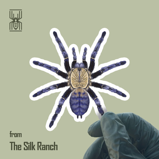 Purple Earth Tiger Tarantula Sticker, Phormingochilus sp. Hati Hati Waterproof Vinyl Sticker