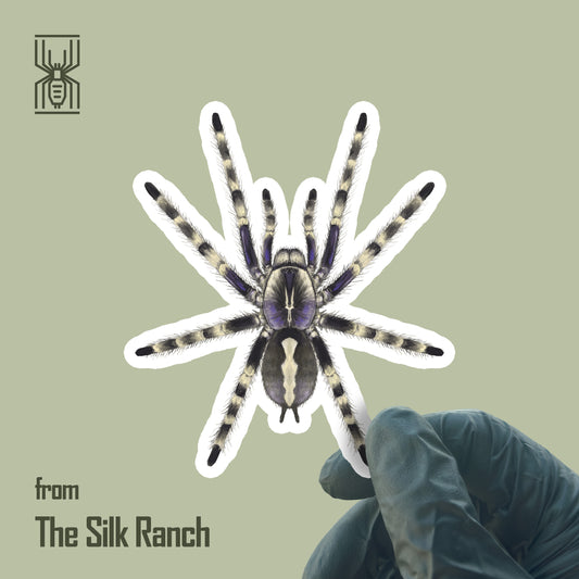 Salem Ornamental Tarantula Sticker, Poecilotheria Formosa Waterproof Vinyl Sticker