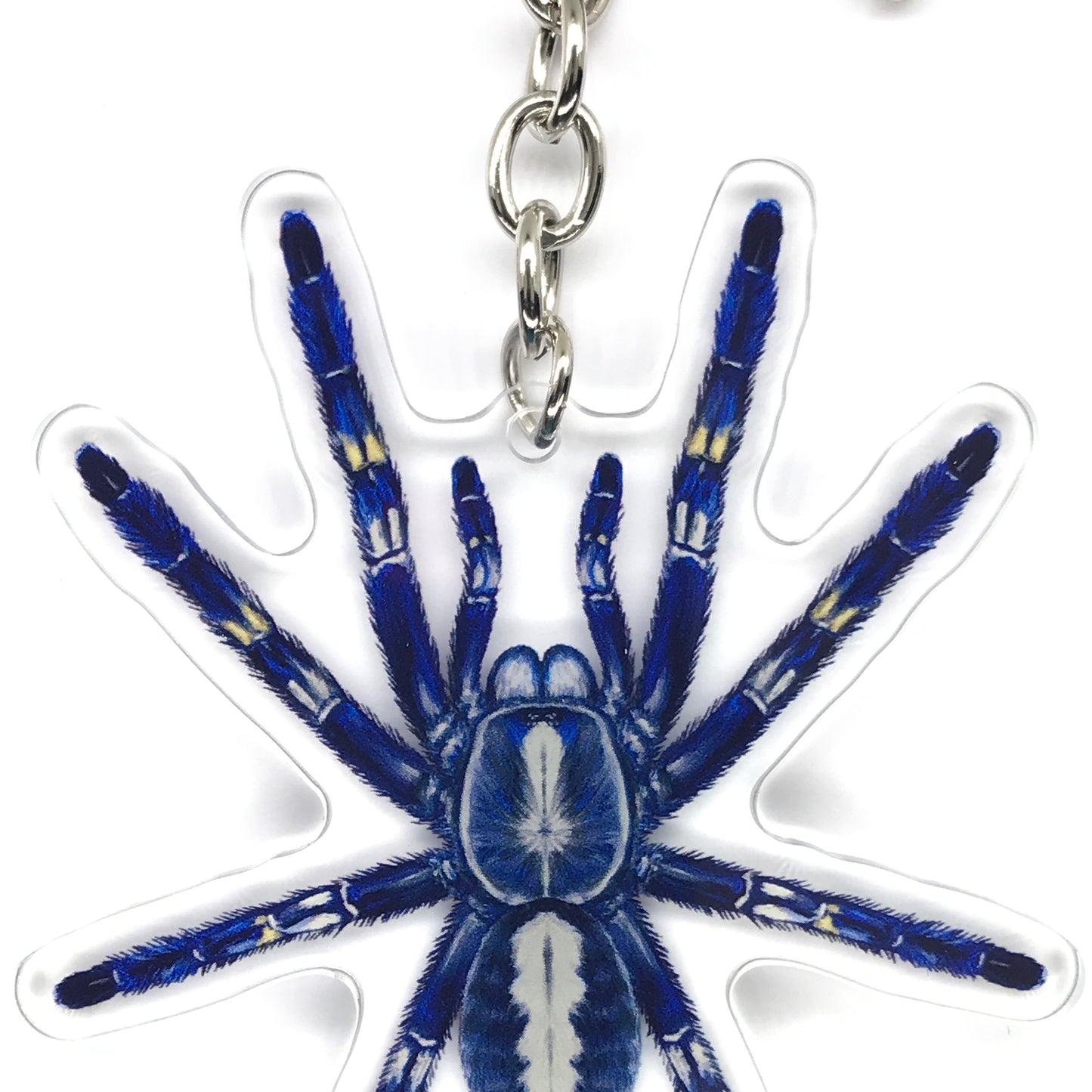 Gooty Sapphire Ornamental Tarantula, Poecilotheria Metallica Acrylic Keychain