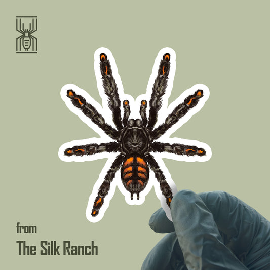 Venezuelan Suntiger Tarantula Sticker, Psalmopoeus Irminia Waterproof Vinyl Sticker
