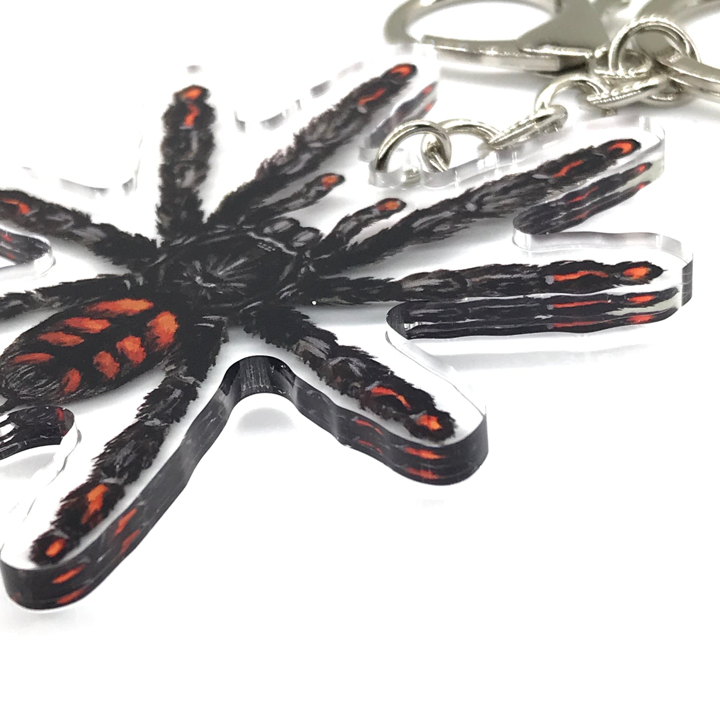 Venezuelan Suntiger Tarantula, Psalmopoeus Irminia Acrylic Keychain
