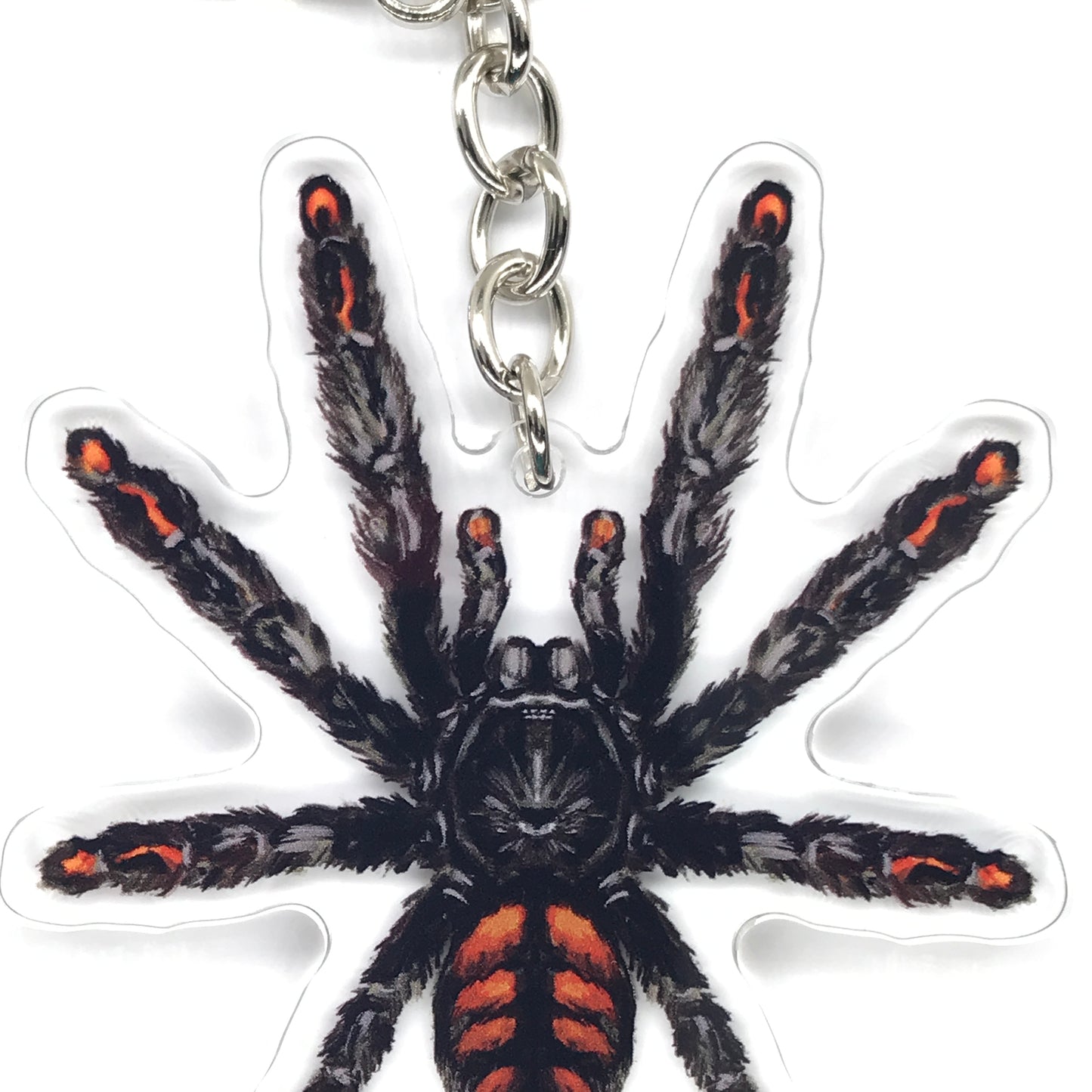 Venezuelan Suntiger Tarantula, Psalmopoeus Irminia Acrylic Keychain