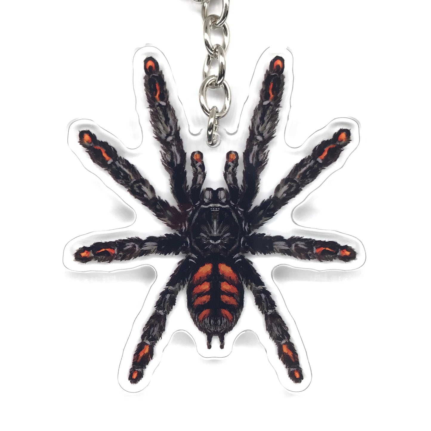 Venezuelan Suntiger Tarantula, Psalmopoeus Irminia Acrylic Keychain