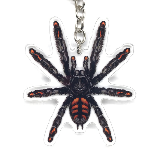 Venezuelan Suntiger Tarantula, Psalmopoeus Irminia Acrylic Keychain