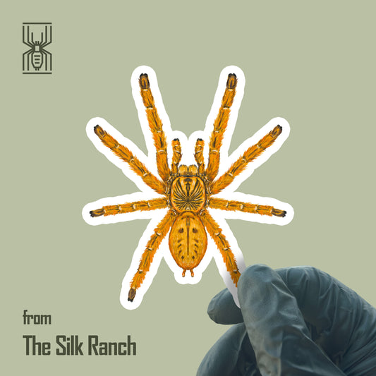 Orange Baboon Tarantula Sticker, Pterinochilus Murinus Waterproof Vinyl Sticker