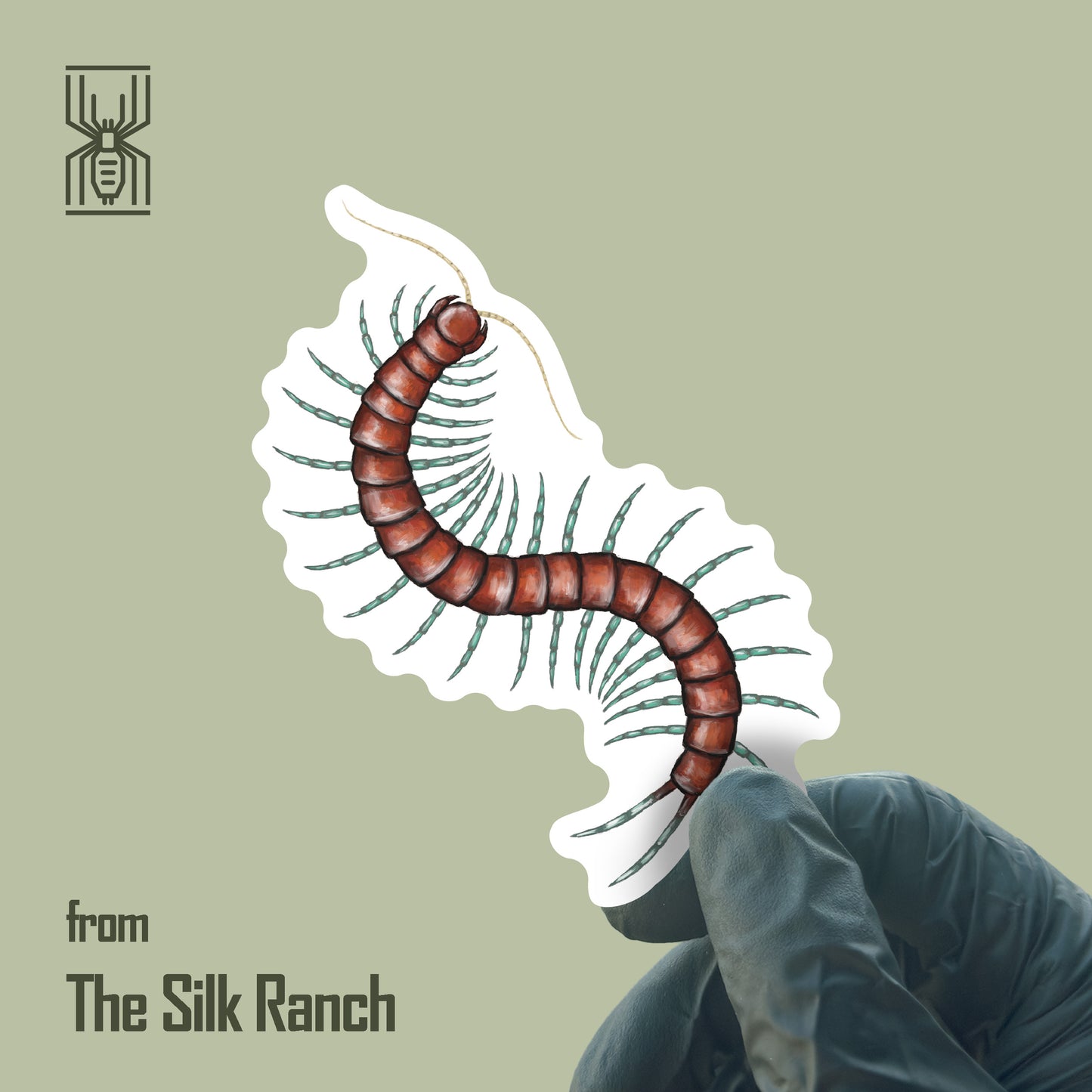 Mint Leg Centipede Sticker, Scolopendra Sp. Mint Legs Waterproof Vinyl Sticker